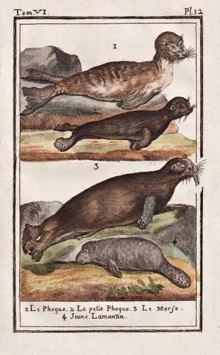 Le Phoque .. - Robbe phoque seal / animal Tier
