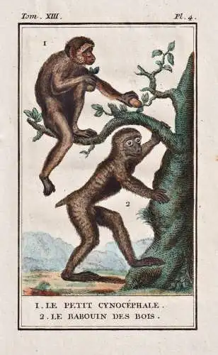 Le petit Cynocephale - Cynocephalus Philippinen-Gleitflieger / Affe monkey Affen monkeys singe ape apes / Tier