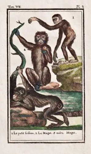 Le petit Gibbon .. - Gibbon Gibbons / Affe monkey Affen monkeys singe ape apes