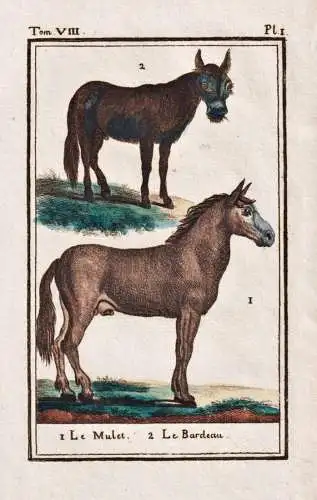 Le mulet .. - Maultier mulet mule Maulesel Esel horse Pferd