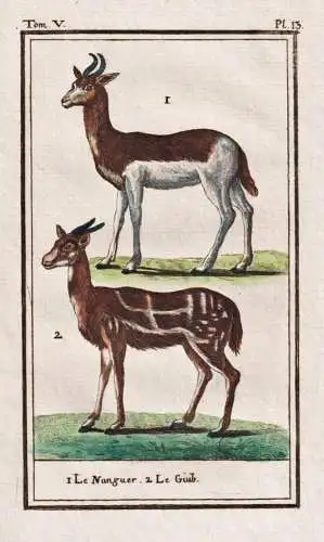 Le Nanguer .. - Damhirsch Hirsch Antilope / Tier animal