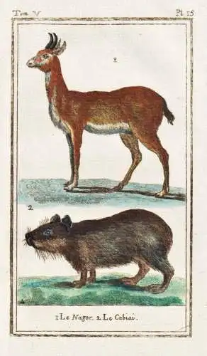 Le Nagor .. - Capybara Wasserschwein Cabiai / Tier animal animaux