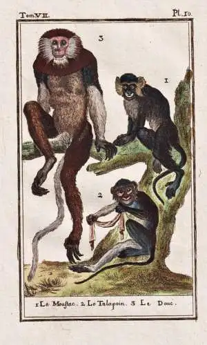 Le moustac .. - Meerkatzen Blaumaulmeerkatze moustac / Affe monkey Affen monkeys singe ape apes