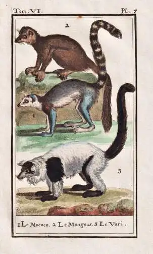 Le Mococo / Mongous / Le Vari - Lemuren Lemur lemurids Makis Maki / Tier animal