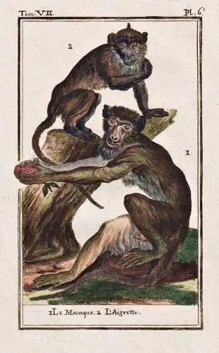 Le Macaque .. - Makake macaque / Affe monkey Affen monkeys singe ape apes