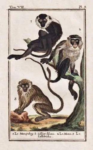 Le mangabey a collier-blanc .. - mangabey Mangabe Primat / Affe monkey Affen monkeys singe ape apes