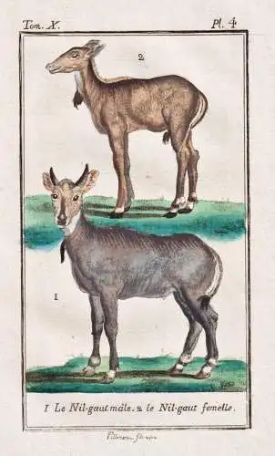 Le nil-gaut male .. - Nilgauantilope Antilope antelope Nilgai / Antilope antelope antilope / Tier animal