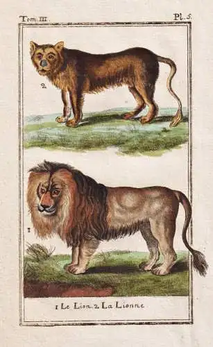 Le Lion .. - Löwe lion Raubkatze big cat / Tier animal