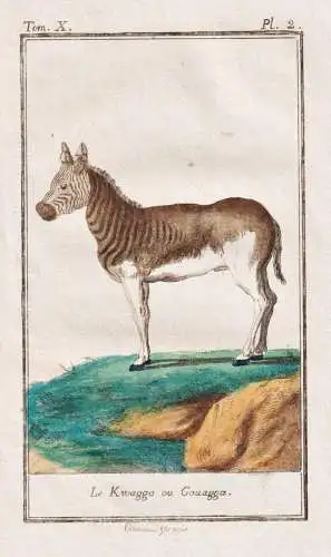 Le kwagga ou gouagga - Quagga gouagga ausgestorbenes Zebra extinct zebra Equus / Tier animal