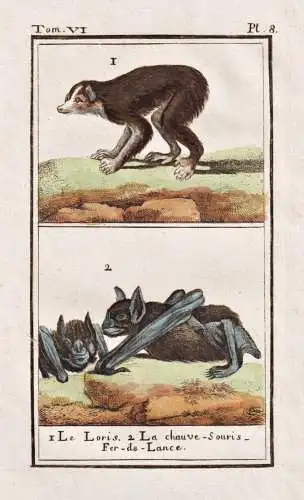 Le Loris .. - Loris Faulaffe monkey Fledermaus bat / Tier animal