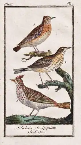 Le Cochevis .. - Lerche alouette Lerchen skylark skylarks / Vogel bird oiseau Vögel birds oiseaux