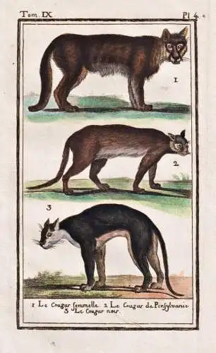 Le Cougar femelle ... - Puma cougar couguar panther Berglöwe big cat Raubkatze / Tier animal