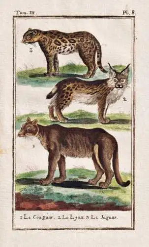 Le Couguar .. - Puma Luchs lynx Jaguar cougar couguar Berglöwe Raubkatze / Tier animal