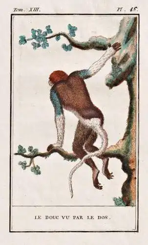 Le Douc vue par le dos - Kleideraffen Douc langurs / Affe monkey Affen monkeys singe ape apes / Tiere Tier ani