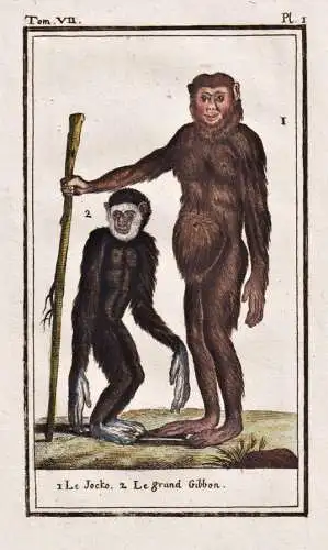Le Jocko .. - Gibbon / Affe monkey singe Affen monkeys ape