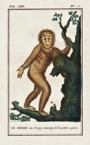 Le Jocko ou Orang-Outang de la petit espece - Orang-Utan Orangutans Pongo / Affe monkey Affen monkeys singe ap