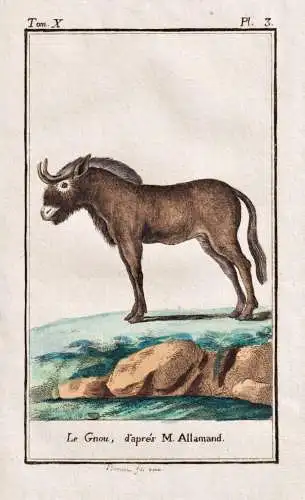 Le gnou, d'apres M. Allamand - Gnus Gnu gnou / Tier animal