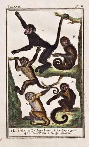 Le coaita .. - Klammeraffe Affe coaita monkey Primat / Affen monkeys ape singe