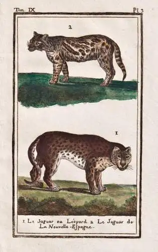 Le Jaguar ou Leopard .. - Leopard Jaguar leopard Raubkatze big cat / animal Tier