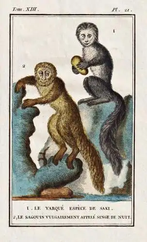 Le Yarque espece de Saki ... -  Sakis Javaneraffe / Affe monkey Affen monkeys singe ape apes / Tiere Tier anim