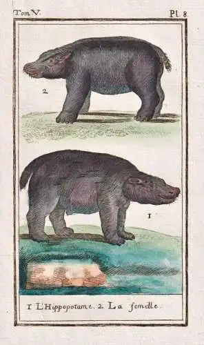 L'Hippopotame .. - Hippo Nilpferd hippopotamus Hippopotame