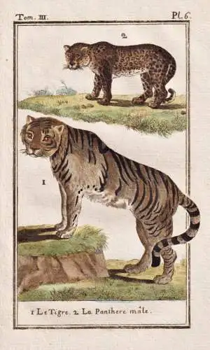 Le Tigre .. - Tiger tigre Großkatze Raubkatze Katze big cat / Asien Asia