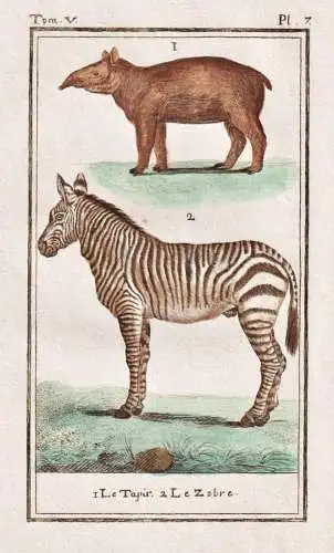 Le Tapir - Le Zebre - Zebra Tapir Säugetier / Tier animal