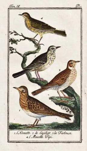 L'Alouette .. - Lerche skylark Lerchen skylarks / Vogel bird oiseau Vögel birds oiseaux