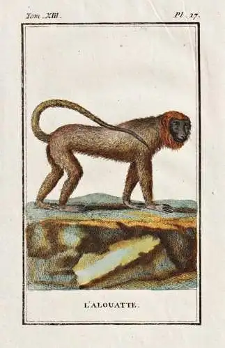 L'Alouatte. - Brüllaffe Howler / Affe monkey Affen monkeys singe ape apes / Tiere Tier animals animal animaux