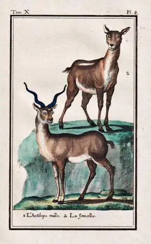L'antilope male .. - antilope antelope Antilope / animal Tier