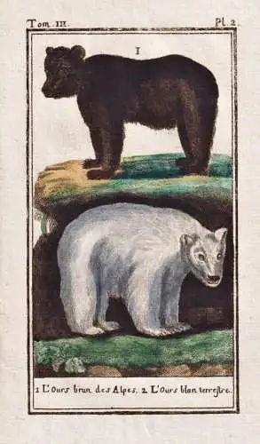 L'ours brun des Alpes .. - Braunbär Bär brown bear ours / Tier animal