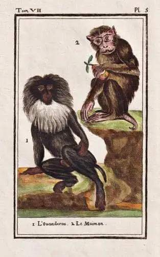 L'ouanderou .. - Bartaffe monkey macaque wanderoo / Affe monkey Affen monkeys singe ape apes