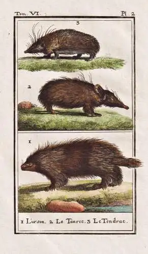 L'urson .. - Stachelschwein porcupine Urson