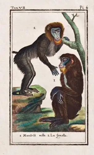 Mandrill male .. - Mandrill mandrill Pavian baboon / Affe monkey Affen monkeys singe ape apes