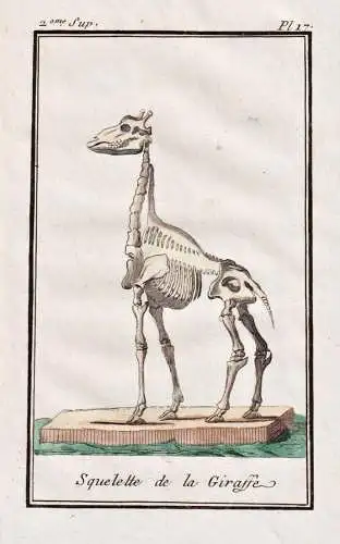 Squelette de la Giraffe - Giraffe giraffe girafe / Skelett skeleton / Africa Afrika