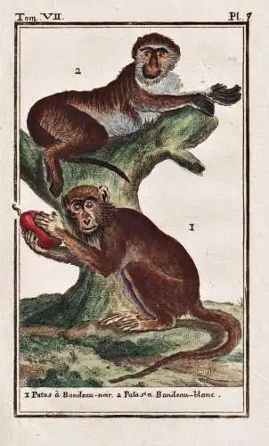Patas a bandeau-noir .. - Patas wadi monkey Husarenaffe / Affe monkey Affen monkey singe Primate primates
