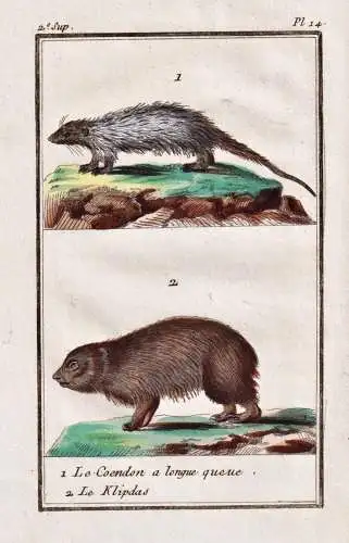 1. Le Coendon a longue queue. 2. Le Klipdas. - porcupine Stachelschwein Hyrax Schliefer / Tiere Tier animals a