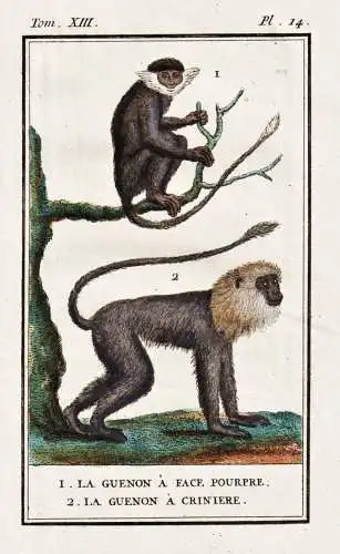 1. La Guenon a face pourpre. 2. La Guenon a criniere. - Red-eared guenon Rotnasenmeerkatze Maned / Affe monkey