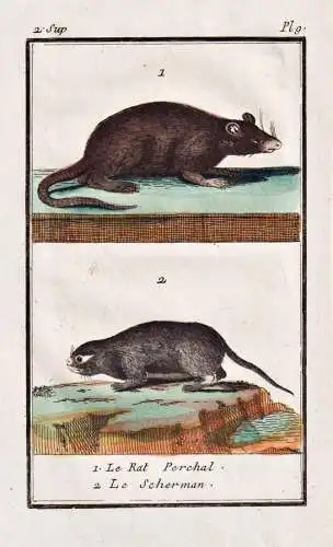 1. Le Rat Perchal. 2. Le Scherman. - rat Ratte rats Ratten Montane water vole / Tiere Tier animals animal anim