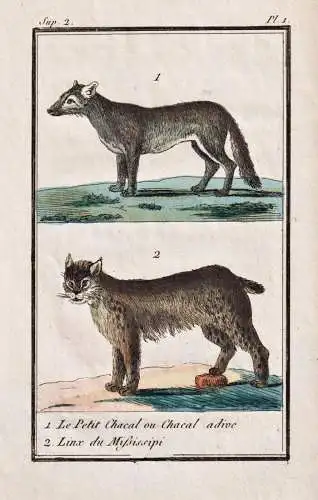 1. Le Petit Chacal ou Chacal adive. 2. Linx de Mississipi. - Schakal jackal Lynx Luchs / Tiere Tier animals an