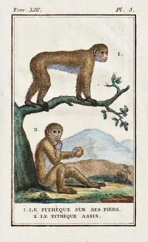 1. Le Pitheque sur ses pieds. 2. Le Pitheque assis. - Berberaffe Magot macaque Makake / Tiere Tier animals ani