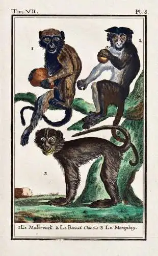 1. Le Malbrouck. 2. Le Bonnet-Chinois. 3. Le Mangabey - Malbrouck-Grünmeerkatze Bonnet macaque Indischer Huta