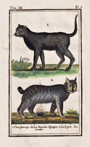 Chat sauvage .. - Wildkatze Katze cat chat Luchs lynx Tier animal