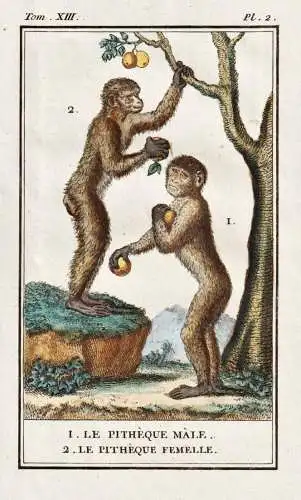 1. Le Pitheque Male. 2. Le Pitheque Femelle. - Berberaffe Magot macaque Makake / Affe monkey Affen monkeys sin
