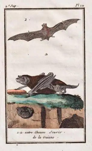 Autre Chauve Souris - Fledermaus bat Fledermäuse bats Fledertiere