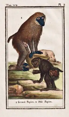 Grand Papion .. - Pavian baboon babouin / Affe monkey Affen monkeys singe ape apes
