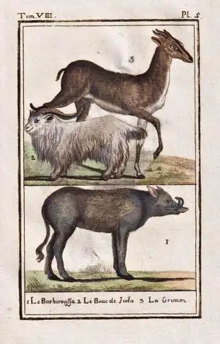 Le barbiroussa .. - Hirscheber babirusa barbiroussa / Tier animal