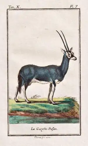 La gazelle-pasan - Gazelle gazelle Antilope antelope / Tier animal