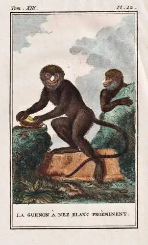 La Guenon a nez blanc proeminent - Nasenaffe long-nosed monkey Nasique / Affe monkey Affen monkeys singe ape a