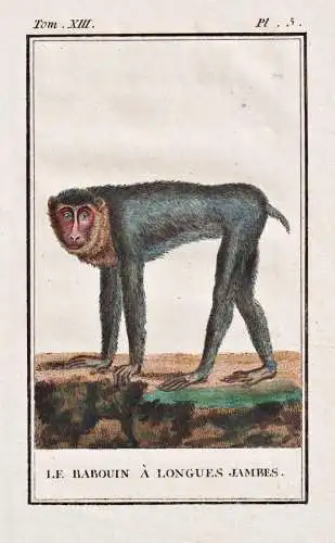 Le Babouin a longues jambes - Pavian Baboon / Affe monkey Affen monkeys singe ape apes / Tiere Tier animals an